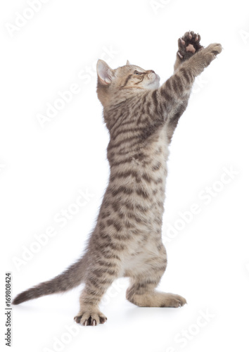 Funny cat standing with crossed paws isolated