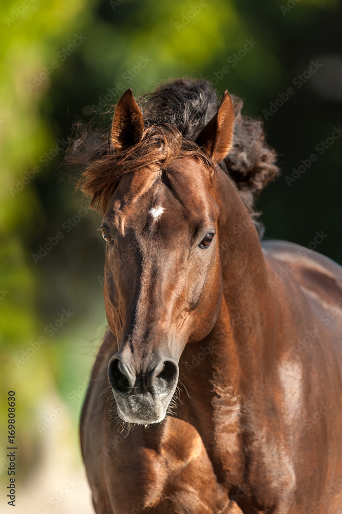 Red horse with long mane portrait in motion outdoor Red horse with long mane portrait in motion outdoor