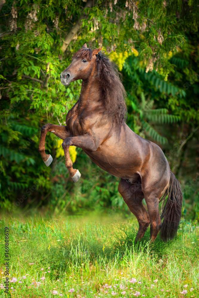 Obraz premium Red stallion rearing up outdoor on green meadow