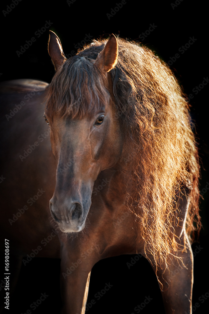 Naklejka premium Red andalusian horse in sunlight on black background