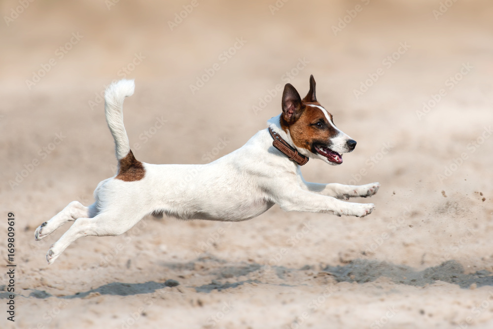 Jack sales russell running