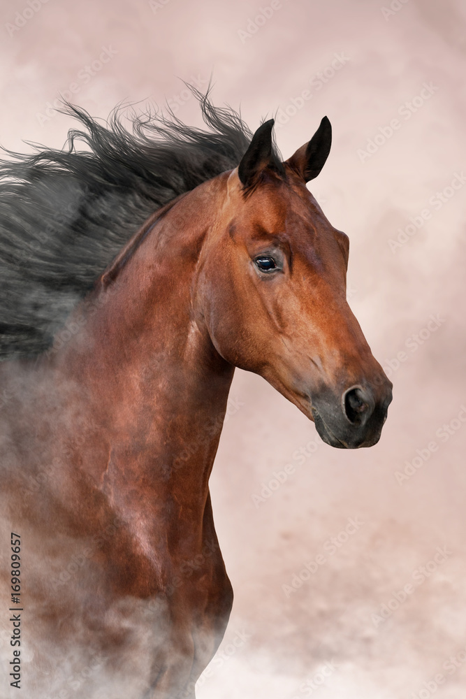 Bay horse run free on dast background Bay horse run free on dast background