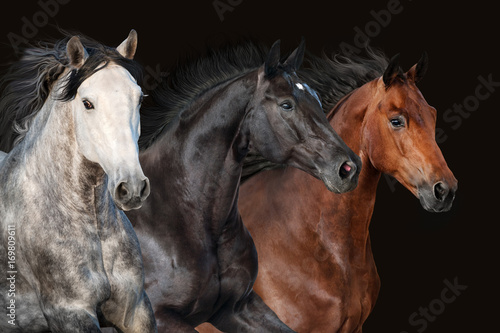Fototapeta Naklejka Na Ścianę i Meble -  Horse herd portrait in motion on dark background