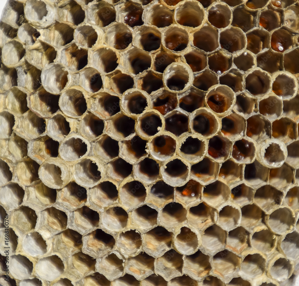 The nest is aspen, polist. The aspen nest at the end of the breeding season. Stocks of honey in honeycombs. Aspen honey. Vespa The nest is aspen, polist. The aspen nest at the end of the breeding season. Stocks of honey in honeycombs. Aspen honey. Vespa