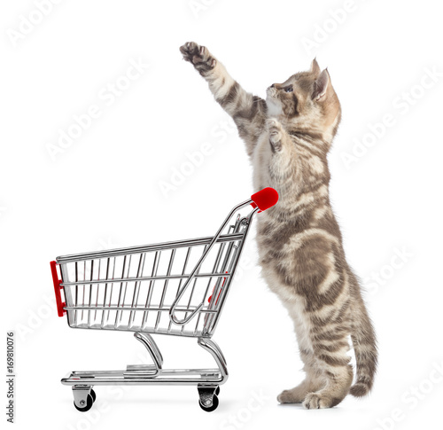 Fototapeta Naklejka Na Ścianę i Meble -  Funny cat standing with shopping cart side view isolated