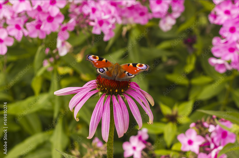 peacock butterfly peacock butterfly