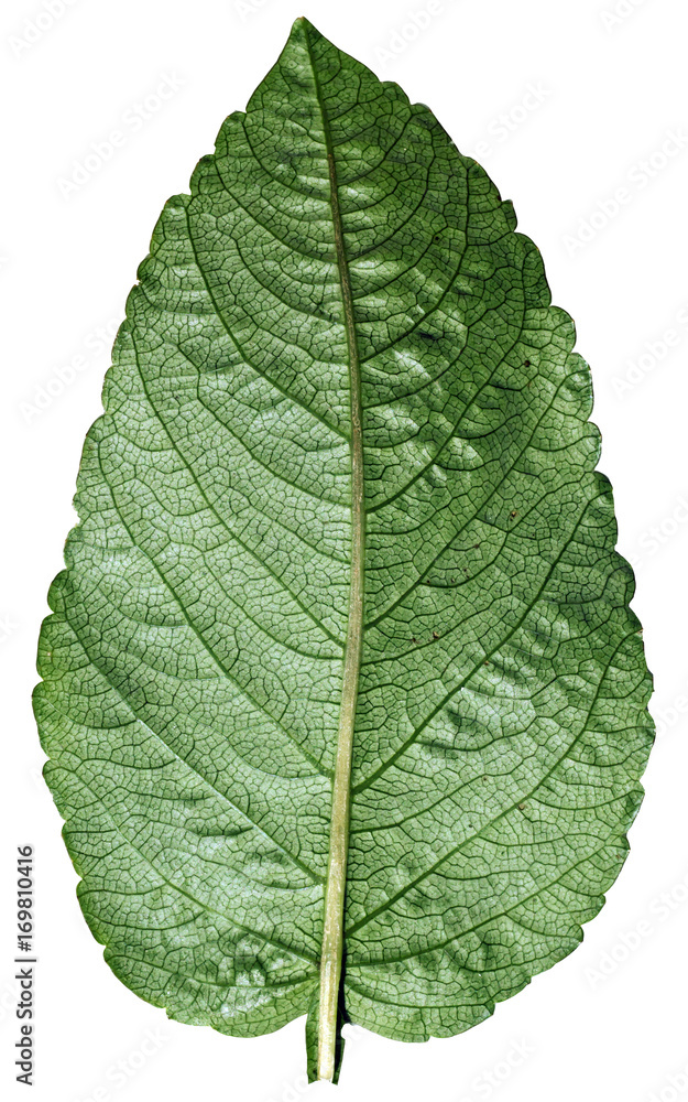 Obraz premium Green flower leaf on white.