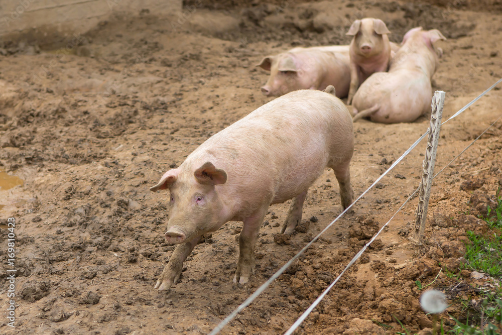 Young pigs in mud in herd at pig breeding farm Young pigs in mud in herd at pig breeding farm
