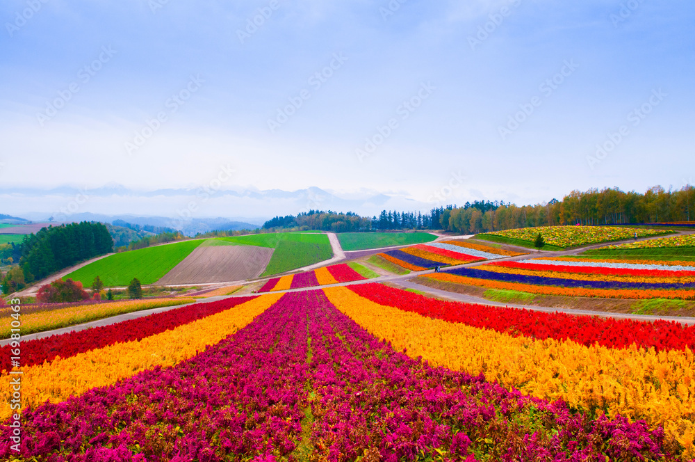 Flower field in Furano, Hokkaido, Japan