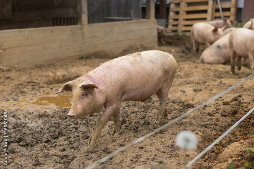 Young pigs in mud in herd at pig breeding farm Young pigs in mud in herd at pig breeding farm