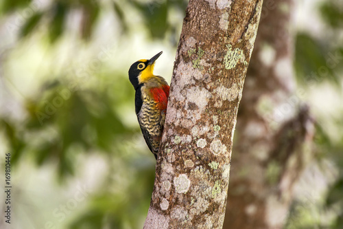 Benedito-de-testa-amarela (Melanerpes flavifrons) | Yellow-fronted Woodpecker photographed in Linhares, Espírito Santo - Southeast of Brazil. Atlantic Forest Biome. photo