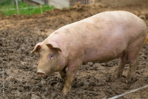 Young pigs in mud in herd at pig breeding farm © timestudia