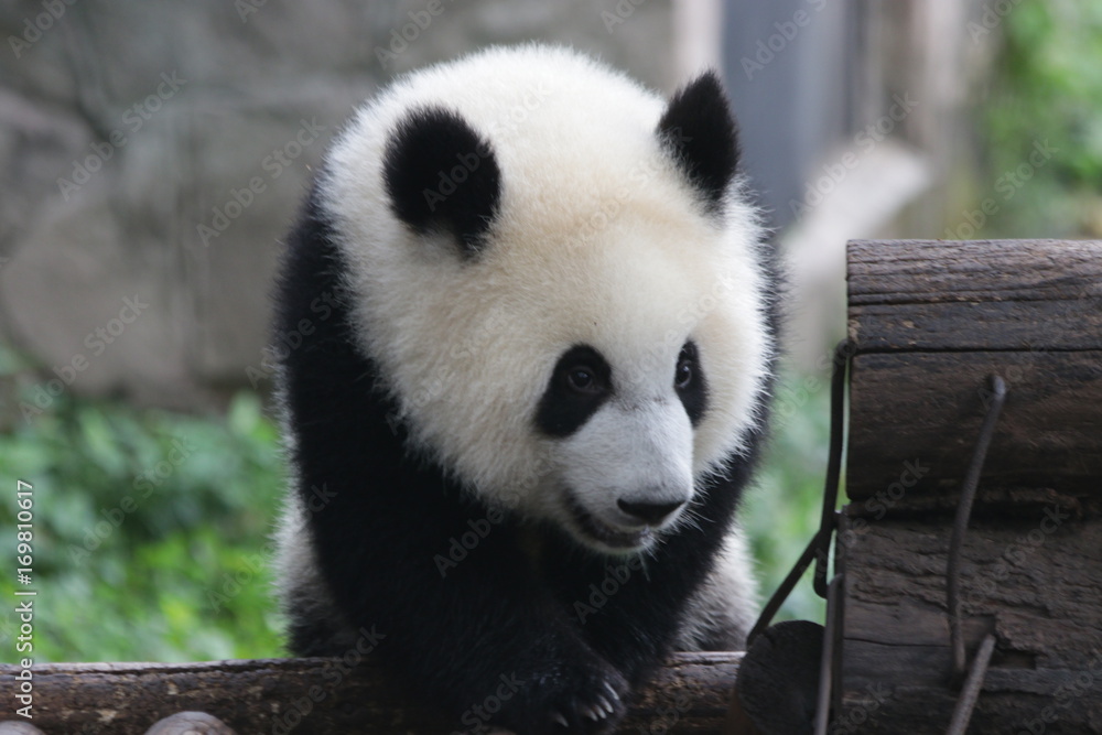 Obraz premium Baby Panda on the Play Ground