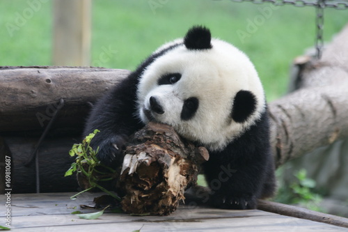 Fototapeta Naklejka Na Ścianę i Meble -  Baby Panda on the Play Ground