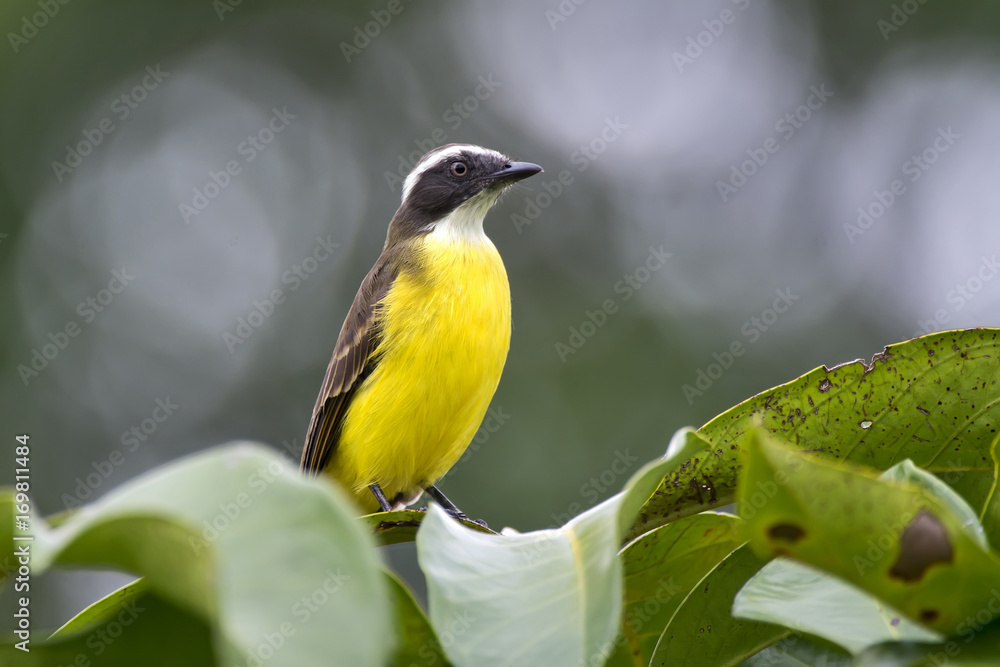 Obraz premium Bentevizinho-de-penacho-vermelho (Myiozetetes similis) | Social Flycatcher photographed in Linhares, Espírito Santo - Southeast of Brazil. Atlantic Forest Biome.
