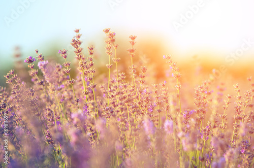 A bouquet of lavender on a lavender field at sunset.