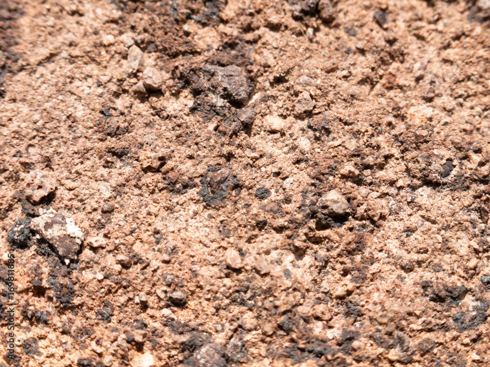 close up of rough bark wood grain background brown lichen close up of rough bark wood grain background brown lichen