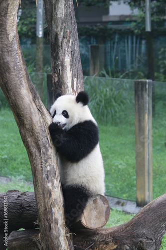 Fototapeta Naklejka Na Ścianę i Meble -  Baby Panda are having fun with the enrichment on the Playground, Chongqing, China