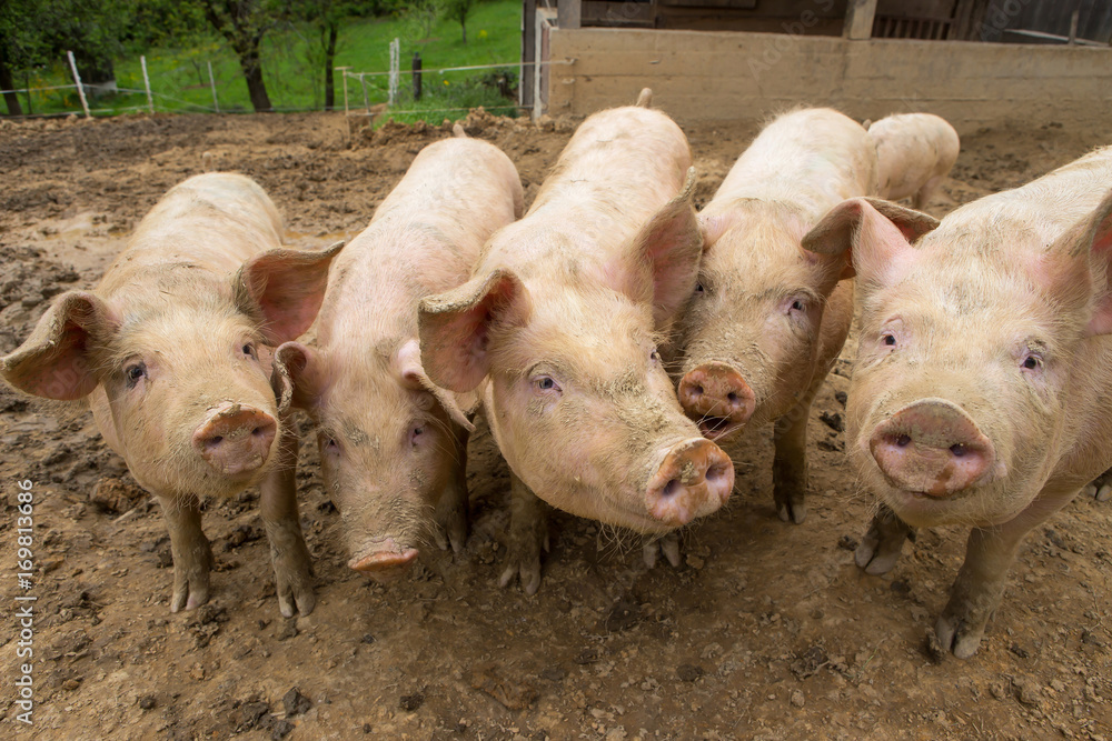 Pigs in mud at pig breeding farm Pigs in mud at pig breeding farm