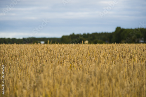 Wheat field close to harvest