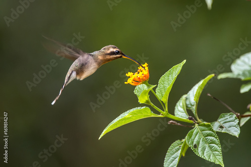 Rabo-branco-mirim (Phaethornis idaliae) | Minute Hermit photographed in Linhares, Espírito Santo - Southeast of Brazil. Atlantic Forest Biome. photo