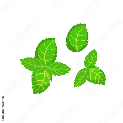 Fresh green basil leaves icon. Design element of eating for the menu, top view. Vector icon.