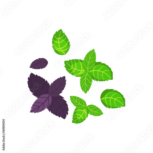 Fresh green or red basil leaves icon. Design element of eating for the menu, top view. Vector icon.