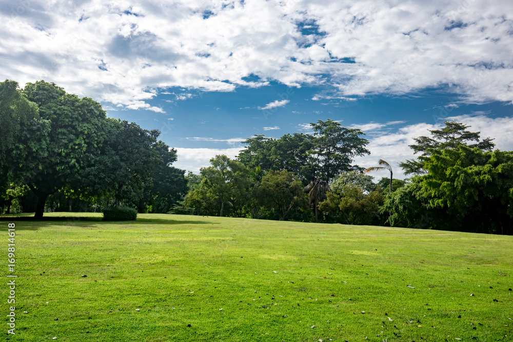 Field grass green the tree blue sky background with white cloud