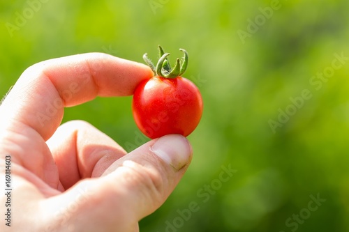 Man holding small red tomato