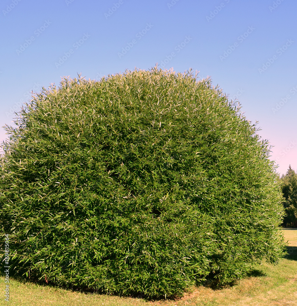 Fototapeta premium beautiful hairstyle, green, nature, tree, plant, sky, bush. hairstyle