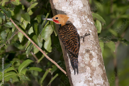 Pica-pau-de-coleira (Celeus torquatus) | Ringed Woodpecker photographed in Linhares, Espírito Santo - Southeast of Brazil. Atlantic Forest Biome.