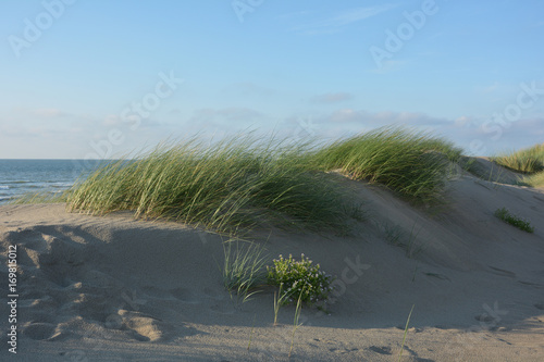 Fototapeta Naklejka Na Ścianę i Meble -  Strandhafer in den Stranddünen der Nordsee auf Zeeland, Holland
