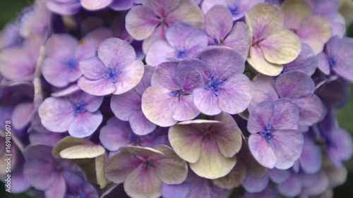 hydrangea blossom close up shot