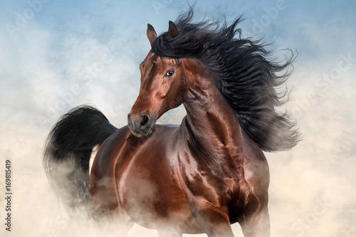 Bay stallion with long mane run fast in desert dust 