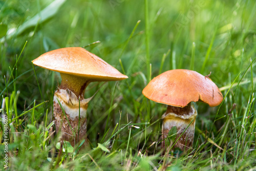 Edible mushrooms suillus in grass close up