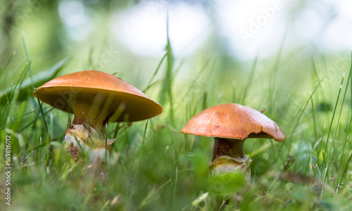 Edible mushrooms suillus in grass close up