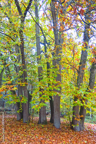 Autumn Impression from the Saxony forest, near Hamburg. Germany