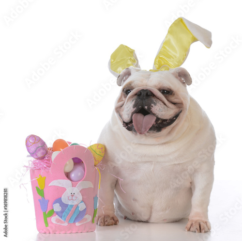 dog dressed up for easter © Willee Cole