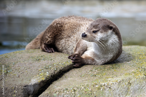 Photos NUTRIA