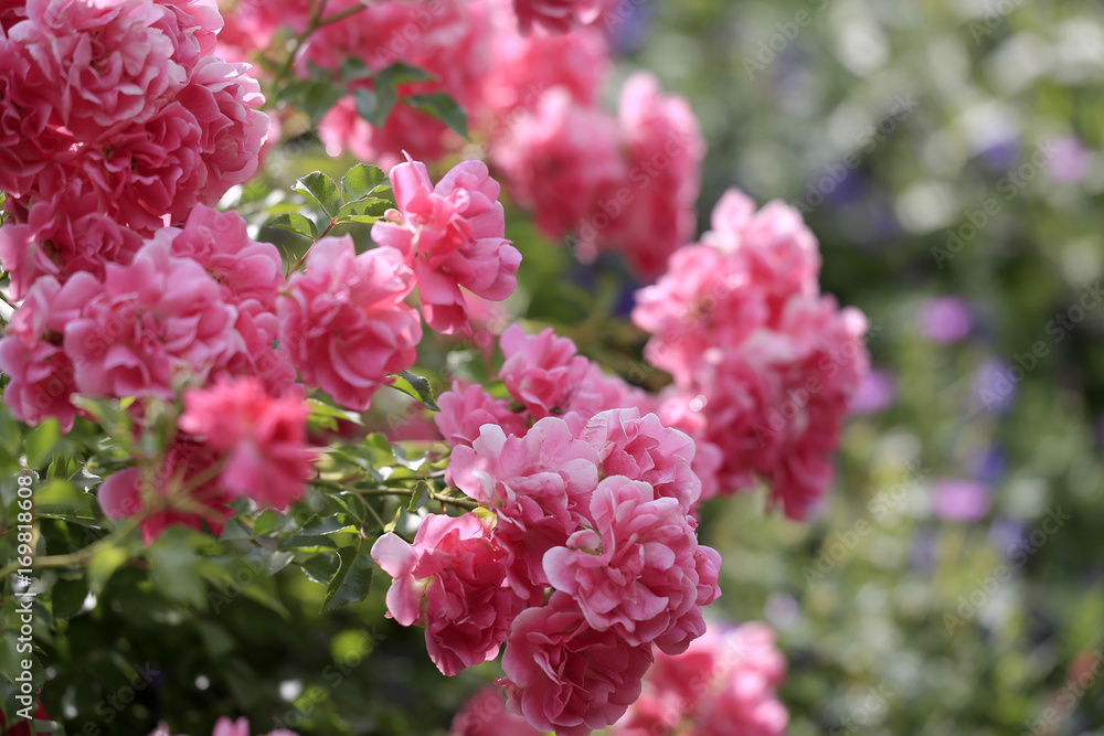 Rosenbusch mit Blüten