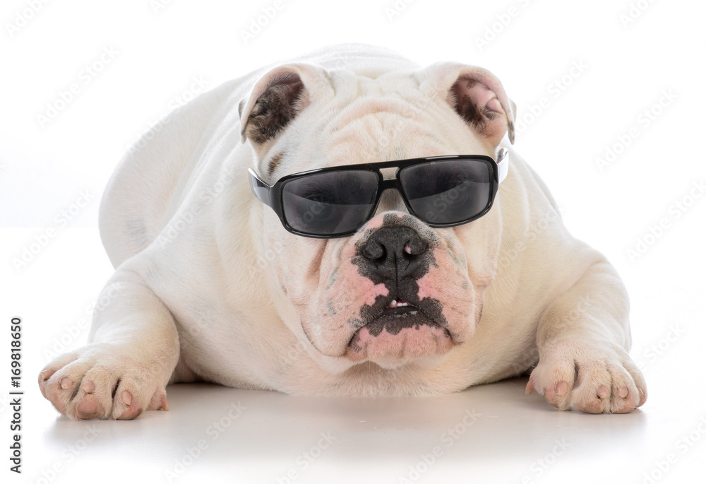male bulldog wearing sunglasses