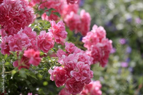 Fototapeta Naklejka Na Ścianę i Meble -  Rosenbusch mit Blüten
