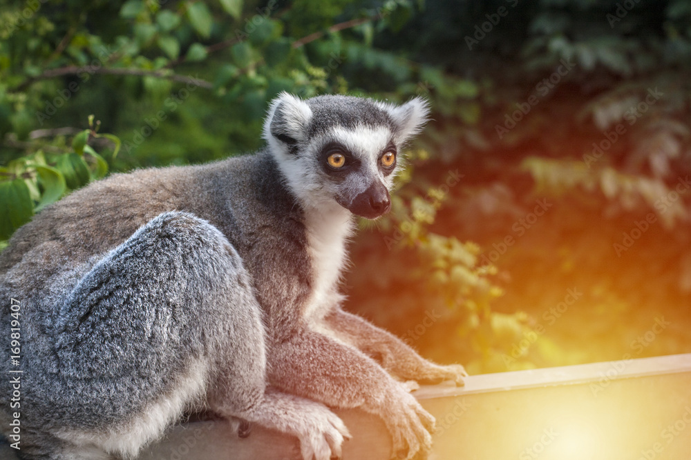 Obraz premium Lemur sitting and looking right
