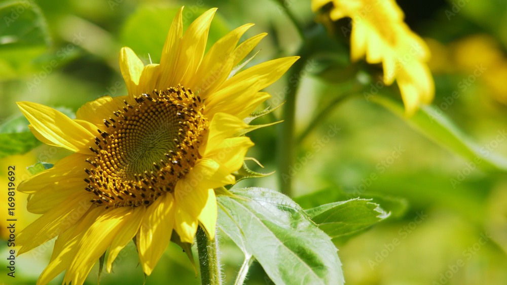 Naklejka premium ヒマワリ