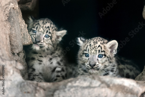 Two cute snow leopard baby portrait