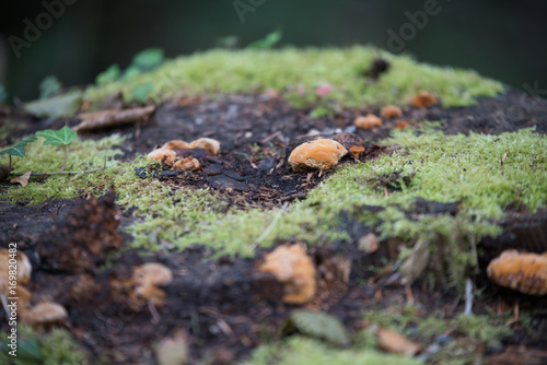 fungi on tree log