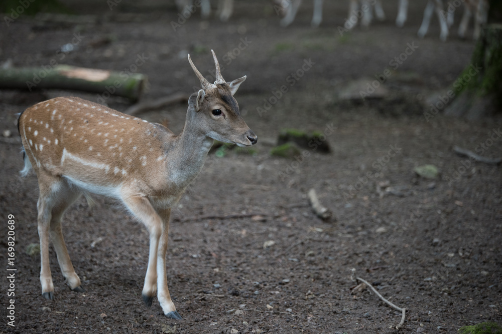 Fototapeta premium deer