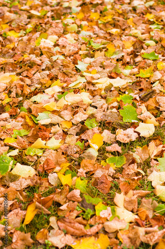 Background with maple autumn leaves in autumn park. Outdoor autumn concept.