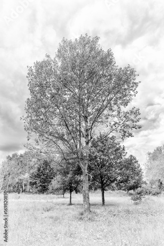 Wallpaper Mural Black and white summer Poplar Torontodigital.ca