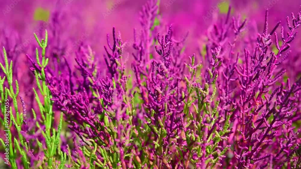 Soleros herbaceous plant grows on heavily saline soils on the sea coasts, close up Soleros herbaceous plant grows on heavily saline soils on the sea coasts, close up